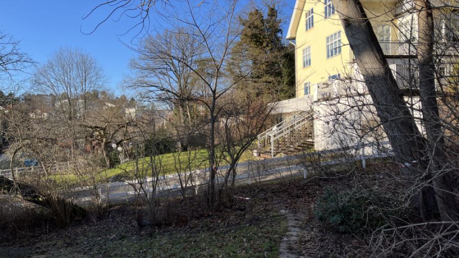 Markerade träd för avverkning 2025
