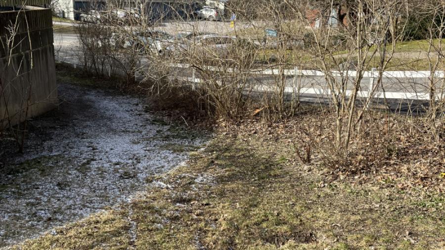 Trädfällning efteråt 2